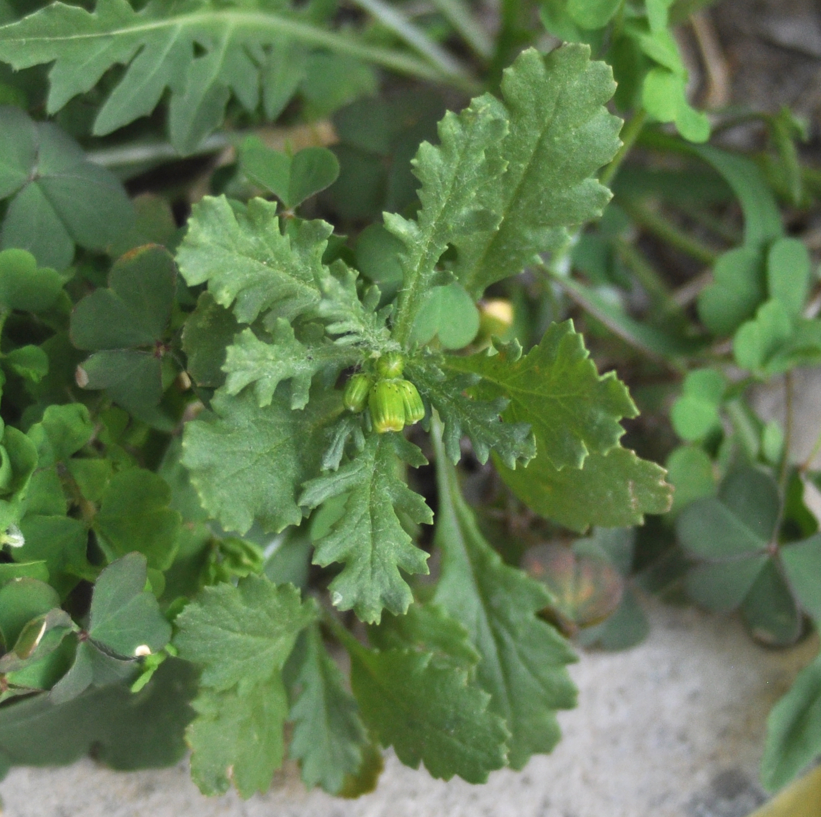 SENECIO VULGARIS L. - senecione - sellero zone di confine 2022 - img foto